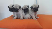 Puppies for sale pug - Denmark, Kopenagen. Price 12 €