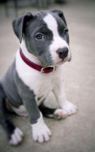 Puppies for sale american pit-bull terrier - Germany, Chemnitz. Price 10 €