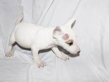 Puppies for sale bull terrier - Cyprus, Limassol. Price 10 €