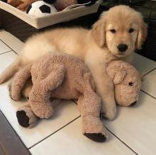 Puppies for sale golden retriever - Ireland, Dublin