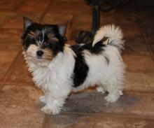Puppies for sale other breed, biewer terrier - Ireland, Dublin