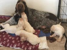 Puppies for sale , spinoni italiano - Hungary, Heviz. Price 1500 €