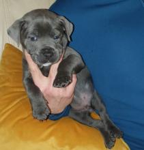Puppies for sale staffordshire bull terrier - Greece, Thessaloniki. Price 10 €
