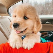 Puppies for sale golden retriever - Armenia, Gyumri