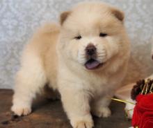 Puppies for sale chow chow - Ireland, Louth