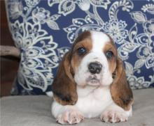 Puppies for sale basset hound - Ireland, Galway