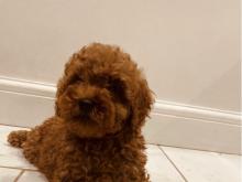 Puppies for sale toy-poodle - Greece, Thessaloniki. Price 11 €