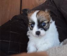 Puppies for sale papillon and phalene - Azerbaijan, Lankaran