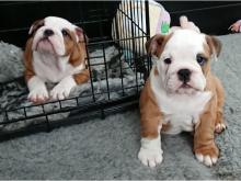 Puppies for sale english bulldog - Netherlands, Groningen