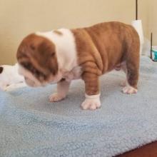 Puppies for sale english bulldog - Germany, Berlin