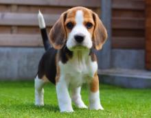 Продам щенка beagle - Latvia, Riga