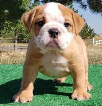 Puppies for sale english bulldog - Germany, Mainz