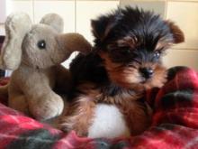 Puppies for sale yorkshire terrier - Germany, Chemnitz