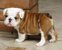 Продам щенка english bulldog - Cyprus, Nicosia