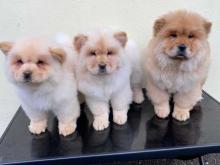 Puppies for sale chow chow - Portugal, Port. Price 12 €