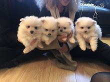 Puppies for sale pomeranian spitz - Germany, Berlin