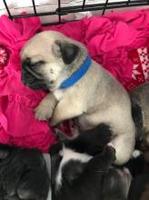 Puppies for sale pug - Germany, Berlin