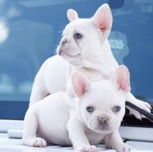 Puppies for sale french bulldog - Germany, Berlin