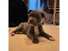 Puppies for sale staffordshire bull terrier - Ireland, Cork