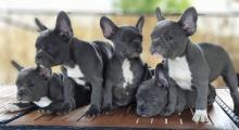 Puppies for sale french bulldog - Germany, Lubeck