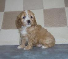 Puppies for sale other breed - Tajikistan, Kulyab