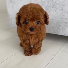 Puppies for sale toy-poodle - Portugal, Port