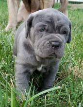 Puppies for sale neapolitan mastiff - Germany, Berlin