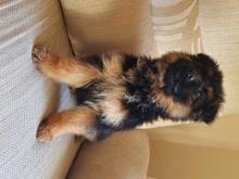 Puppies for sale german shepherd dog - Bulgaria, Plovdiv. Price 11 €