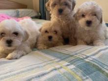 Puppies for sale , maltipoo   - Bulgaria, Plovdiv. Price 11 €