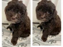 Puppies for sale , cockapoo - Italy, Naples. Price 150 €