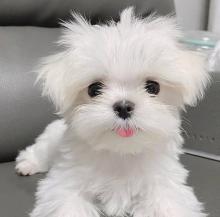 Puppies for sale maltese - Ireland, Cavan