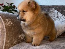 Puppies for sale chow chow - France, Paris. Price 12 €