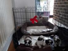 Puppies for sale chihuahua - Netherlands, Leiden. Price 11 €