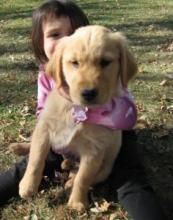 Puppies for sale golden retriever - Belgium, Brussels