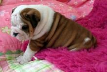 Puppies for sale english bulldog - Belgium, Brussels