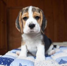 Puppies for sale beagle - Ireland, Dublin
