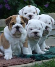 Puppies for sale english bulldog - Belgium, Brussels