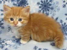Puppies for sale other breed, munchkin kittens - Ireland, Dublin