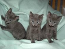 Puppies for sale other breed, russian blue - Ireland, Dublin