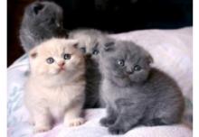 Puppies for sale other breed, scottish fold - Ireland, Dublin