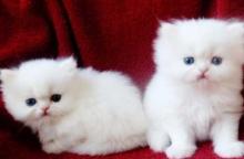 Puppies for sale other breed, persian - Ireland, Dublin