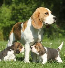 Puppies for sale beagle - Ireland, Dublin