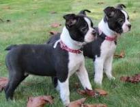 Puppies for sale boxer - Ireland, Dublin