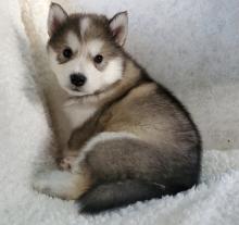 Puppies for sale other breed, alaskan malamute - Ireland, Dublin