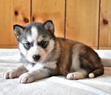 Puppies for sale haski - Poland, Tyczyn