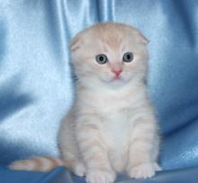 Puppies for sale other breed, british short hair - Ireland, Dublin