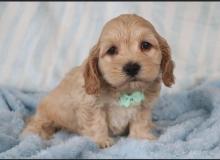 Puppies for sale , cockapoo - Ukraine, Kiev. Price 12 €