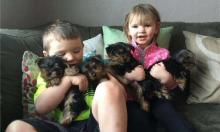 Puppies for sale yorkshire terrier - Ireland, Dublin