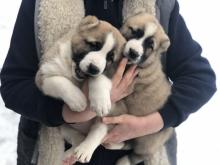 Puppies for sale central asia shepherd dog - Uzbekistan, Bukhara