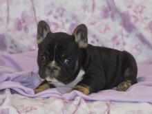 Puppies for sale french bulldog - Ukraine, Sevastopol